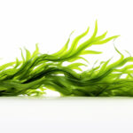 % Dumbliai: nauda, šalutinis poveikis, naudojimas ir dar daugiau