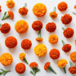 % Medetkos: nauda, šalutinis poveikis, panaudojimas ir kt.