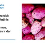 % Drakono vaisiai: nauda, šalutinis poveikis, maistingumas, naudojimas ir dar daugiau