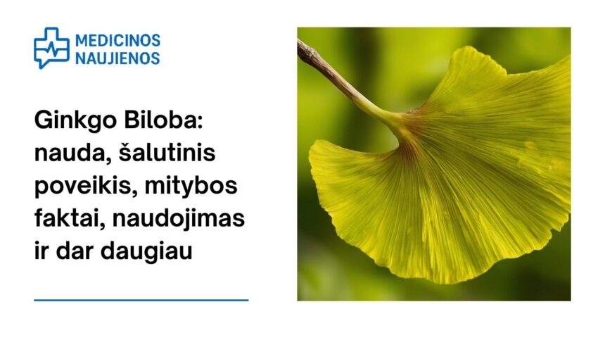 % Ginkgo Biloba: nauda, šalutinis poveikis, mitybos faktai, naudojimas ir dar daugiau