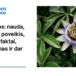 % Pasifloros: nauda, šalutinis poveikis, mitybos faktai, naudojimas ir dar daugiau