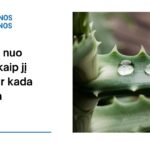 % Alijošius nuo slogos: kaip jį naudoti ir kada tai veikia