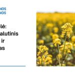 % Auksažolė: nauda, šalutinis poveikis, mitybos faktai, naudojimas ir dar daugiau