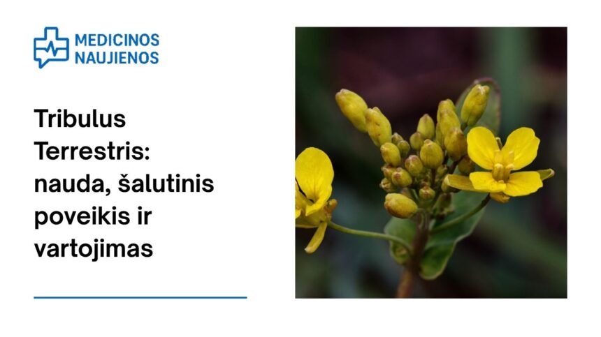 % Tribulus Terrestris: nauda, šalutinis poveikis, mitybos faktai, naudojimas ir dar daugiau