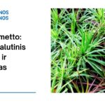 % Saw Palmetto: nauda, šalutinis poveikis, mitybos faktai, naudojimas ir dar daugiau