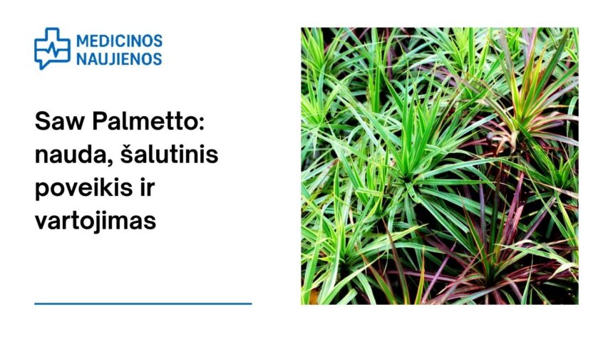 % Saw Palmetto: nauda, šalutinis poveikis, mitybos faktai, naudojimas ir dar daugiau