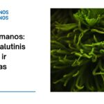 % Jūros samanos: nauda, šalutinis poveikis, mitybos faktai, panaudojimas ir dar daugiau