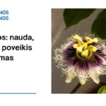 % Pasifloros: nauda, šalutinis poveikis, mitybos faktai, naudojimas ir dar daugiau